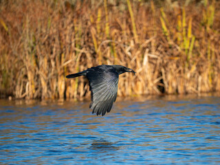 Rabenkrähe (Corvus corone) mit Kaulbarsch