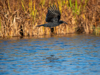 Rabenkrähe (Corvus corone) mit Kaulbarsch
