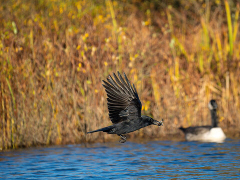 Rabenkr&auml;he&nbsp;(Corvus corone) mit Kaulbarsch