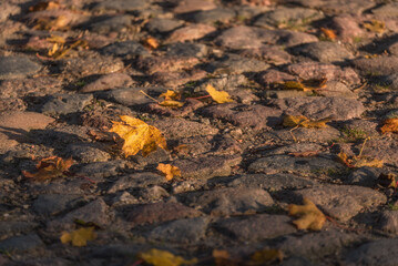 GOLDEN AUTUMN LANDSCAPE - Yellowed maple leaves on old cobblestone country road
