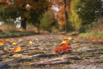 GOLDEN AUTUMN LANDSCAPE - Yellowed maple leaves on old cobblestone country road
