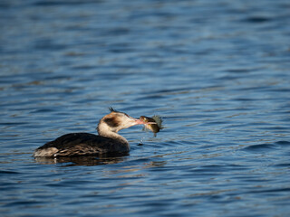 Haubentaucher mit Kaulbarsch
