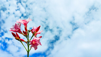 A Beautiful Sky with Colorful Flowers in the Foreground Perfect for Nature-Inspired Design Projects and Backgrounds