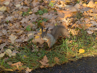 squirrel on autumn leaves