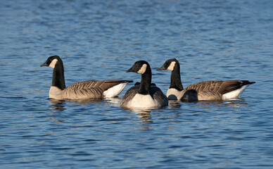 Kanadagans (Branta canadensis)