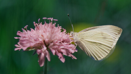 Butterfly above a flower