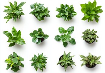 Obraz premium A Collection of Vibrant Houseplants