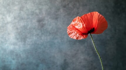 Solitary Red Poppy Flower Against a Textured Gray Background in Minimalist Style