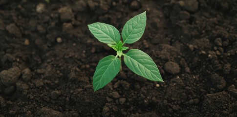 Naklejka premium New Seedling Emerges from Wild Soil, Fresh Leaves Reaching Upward Towards the Sun