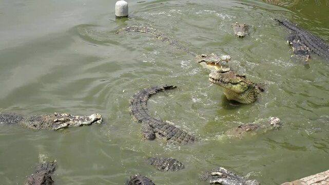 Fresh water crocodile feeding show at crocodile farm in Thailand.
