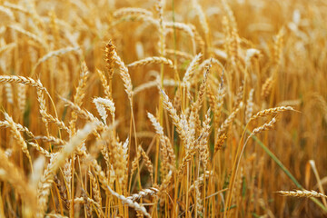 Wheat ears in field close up at sunlight, crops nature background. Golden yellow ripe wheat, rich harvest in agricultural field. Beautiful Scenery at sunset. Soft focus photography, rural scene