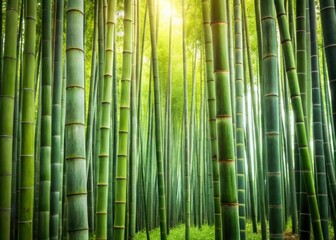 Serene Minimalist Bamboo Forest: Tranquil Nature Scene with Lush Greenery and Soft Light for Peaceful Atmosphere, Perfect for Mindfulness and Relaxation Themes in Photography