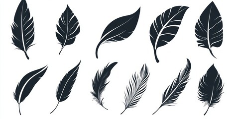Elegant Feather Silhouettes