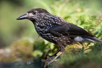 Bird Nutcracker Nucifraga caryocatactes autumn time forest pond Knyszynska Primeval Forest north part Poland Europe bird drinking water