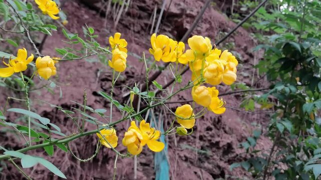 Senna tora (Cassiatora,tora,sickle senna,senna,sicklepod) is a leguminous plant. Traditional medicine. Beautiful green yellow senna spectabilis bicapsularis flower.Chinese medicinal herbs plant