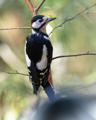 Birds - male Great spotted woodpecker - Dendrocopos major, woodpecker sitting on a tree trunk, autumn time in forest pond bird drinking water