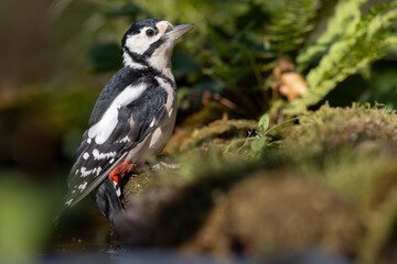 Birds - female Great spotted woodpecker - Dendrocopos major, woodpecker sitting on a tree trunk, autumn time in forest pond bird drinking water