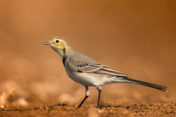 Bird juvenile White wagtail Motacilla alba small bird with long tail on light blurred background, Poland Europe