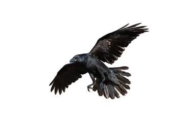 Birds flying raven isolated on white background Corvus corax. Halloween - flying bird