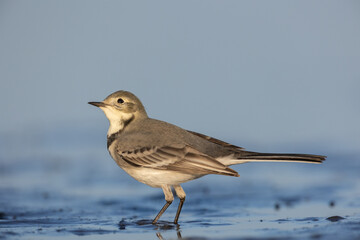 Bird juvenile White wagtail Motacilla alba small bird with long tail on light blurred background, Poland Europe