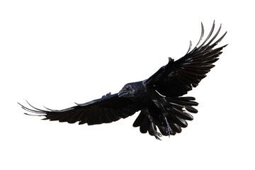 Naklejka premium Birds flying raven isolated on white background Corvus corax. Halloween - flying bird