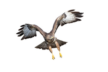 Birds of prey - Common buzzard Buteo buteo flying, hawk bird, predatory bird close up flying bird isolated on white background