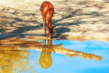 Deer bending down to drink water from a calm lake. Animal lowers its head to sip from the water's...