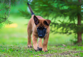 Belgian shepherd malinois puppy on the green grass. Selective focus on the puppy