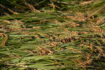 頭をたれる山田錦