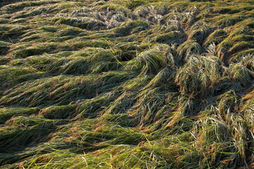 頭をたれる山田錦