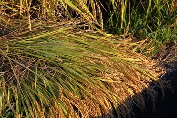頭をたれる山田錦