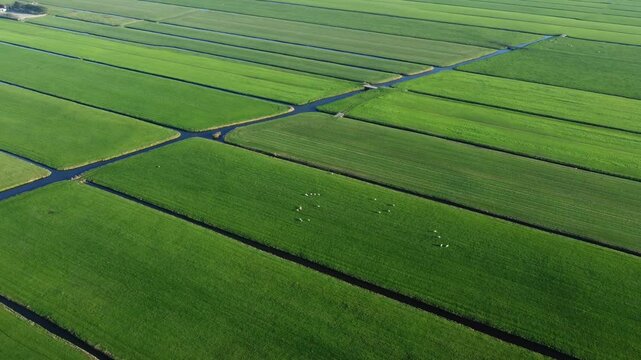 In lush green pastures, soft and wide, gentle sheep roam side by side