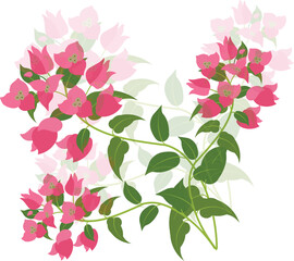 Vector illustration of bougainvillea flowers