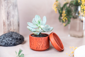 Succulent in terracotta pot with wood texture, natural materials on beige background