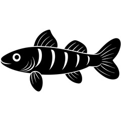 fish on a white background