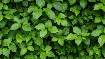 Fototapeta premium Wild vine plant gracefully spreads across the lush forest floor, creating a vibrant tapestry of green.