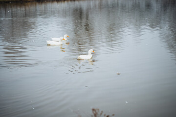 Serene ducks are gracefully swimming in the calm and peaceful waters of the pond, creating a beautiful scene of tranquility and nature