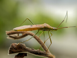 The rice pest insect Leptocorisa oratoria or rice ear bug is from the family Alydidae, a broad-headed insect. Perches on branches in rice fields. Macro photo technique.