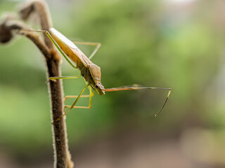 The rice pest insect Leptocorisa oratoria or rice ear bug is from the family Alydidae, a broad-headed insect. Perches on branches in rice fields. Macro photo technique.