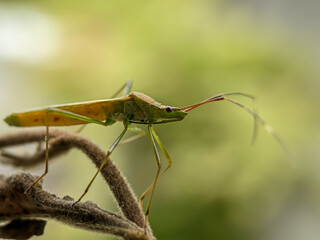 The rice pest insect Leptocorisa oratoria or rice ear bug is from the family Alydidae, a broad-headed insect. Perches on branches in rice fields. Macro photo technique.