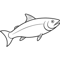 coho salmon fish on a white background