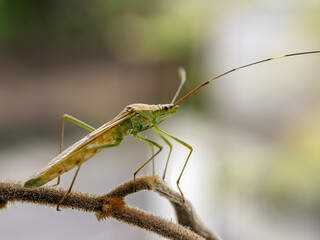 The rice pest insect Leptocorisa oratoria or rice ear bug is from the family Alydidae, a broad-headed insect. Perches on branches in rice fields. Macro photo technique.