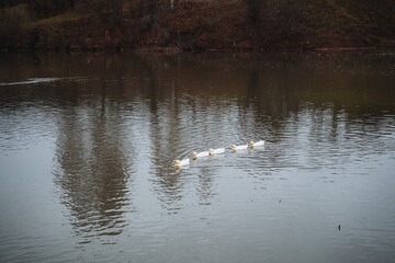 A serene winter scene features ducks swimming gracefully on a calm lake, surrounded by the breathtaking reflection of natures beauty