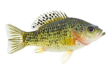 Close Up of a Green Freshwater Fish with Black Spots