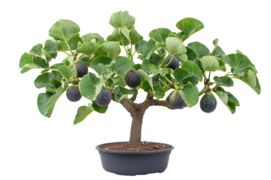 Fig Bonsai Tree with Ripe Fruit - Miniature Garden Delight