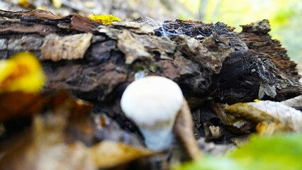 Obraz premium Enchanted Mushroom Forest Podium: A whimsical 3D render of a yellow podium nestled amongst a vibrant forest of mushrooms, bathed in warm, inviting light. Perfect for showcasing autumn or nature-themed