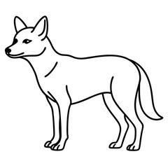 black and white dingo