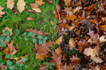Garden Autumn Park Old Vintage Japanese Holland Netherlands The Hague
