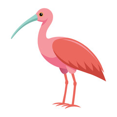 Illustration of Roseate Spoonbill Isolated on white