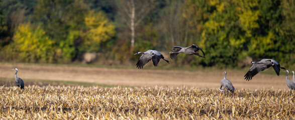 Kranichfamilie im Anflug auf ein abgeerntetes Maisfeld